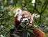Kleiner Panda im Zoo Dortmund